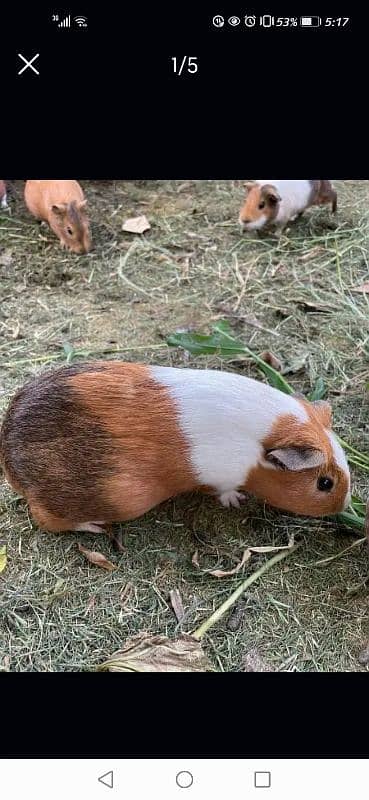 guinea pigs 1