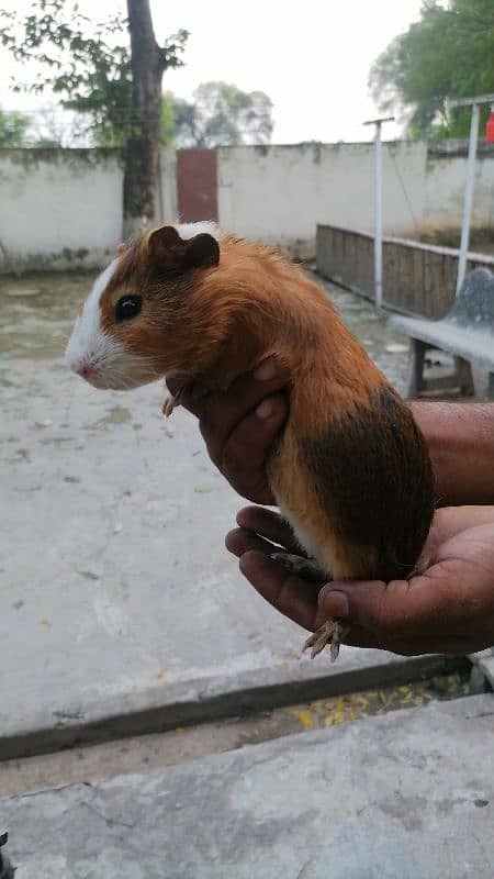 guinea pigs 2