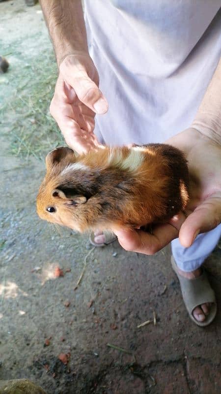 guinea pigs 4