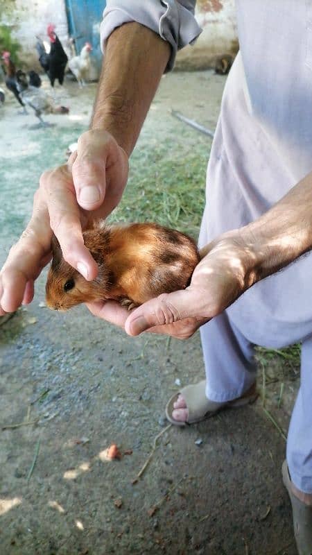 guinea pigs 5