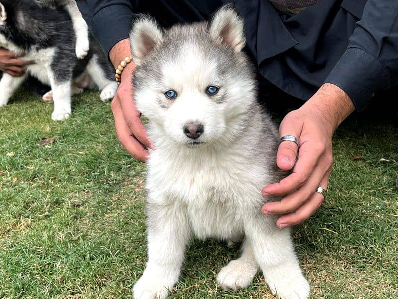 Siberianhusky puppie 1