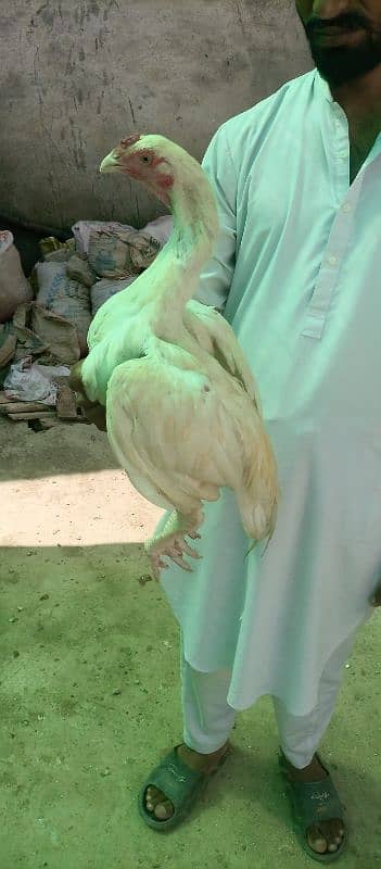 Heera Aseel ready to breed Hens for sale 2