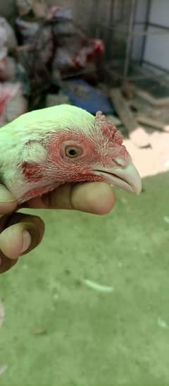 Heera Aseel ready to breed Hens for sale