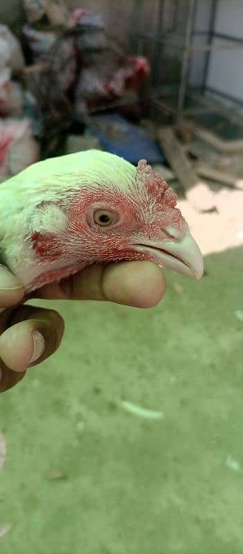 Heera Aseel ready to breed Hens for sale 0