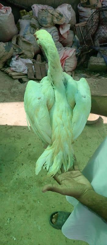 Heera Aseel ready to breed Hens for sale 4