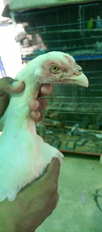 Heera Aseel ready to breed Hens for sale 6