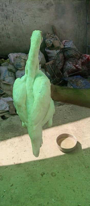 Heera Aseel ready to breed Hens for sale 7