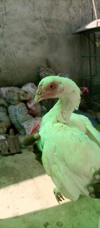 Heera Aseel ready to breed Hens for sale 8