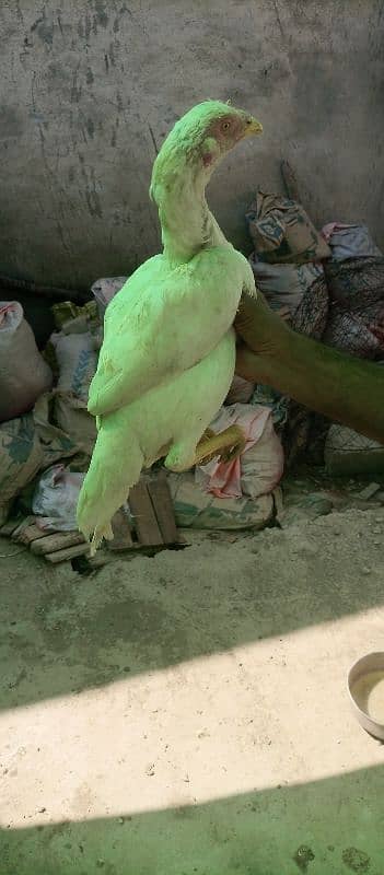 Heera Aseel ready to breed Hens for sale 13