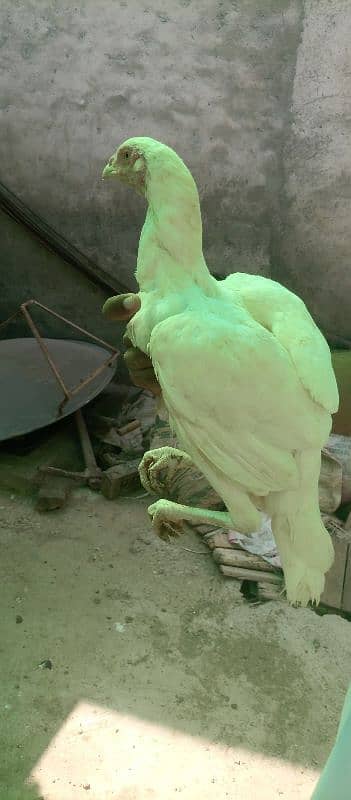 Heera Aseel ready to breed Hens for sale 19