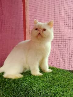 Piki cfa line female cat available for sale 0