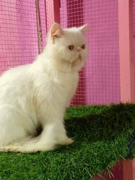 Piki cfa line female cat available for sale 2