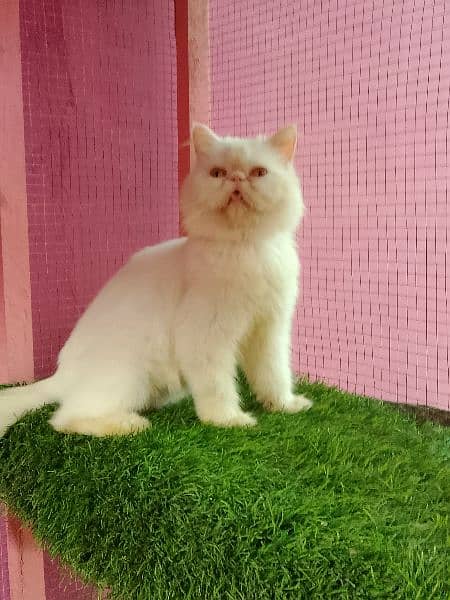 Piki cfa line female cat available for sale 3