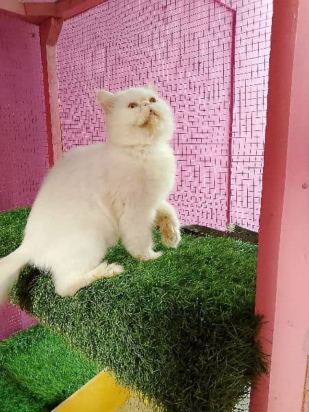 Piki cfa line female cat available for sale 4