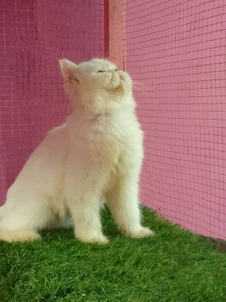 Piki cfa line female cat available for sale 5