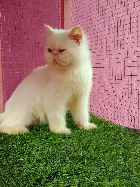 Piki cfa line female cat available for sale 6