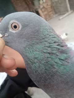 Qasid pigeon