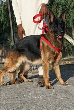 German Shepherd Female Dog | German Shepherd Female Long Coat Dog