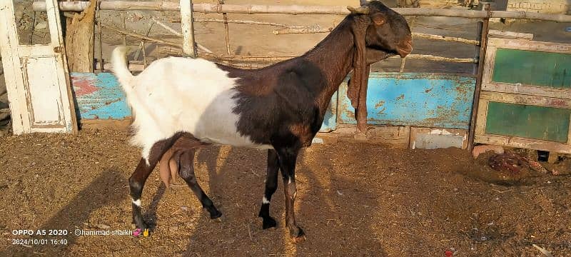 pateri goat available for sale only serious buyer contact karin 0