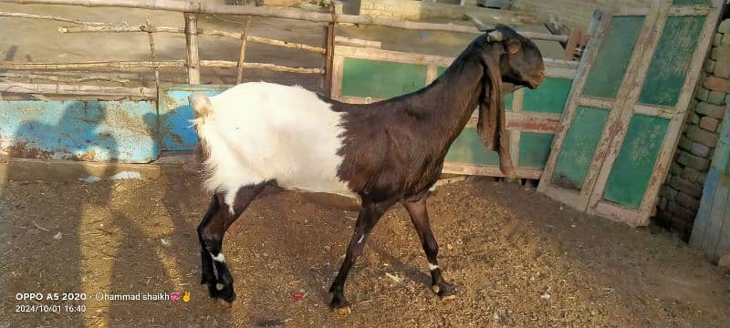 pateri goat available for sale only serious buyer contact karin 1