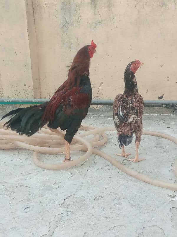 lakha pair aseel 1