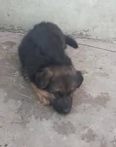 I Want to sell my German shepherd pair Urgently 0