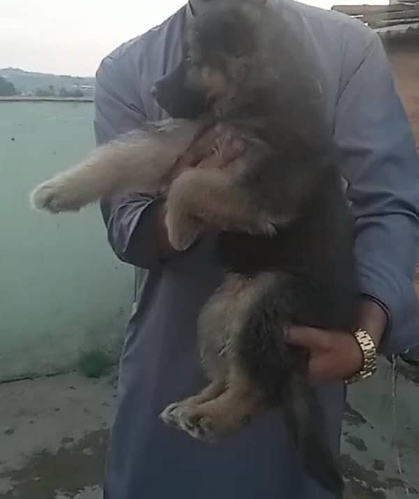 I Want to sell my German shepherd pair Urgently 3