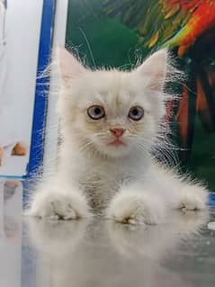 Persian Kitten Available