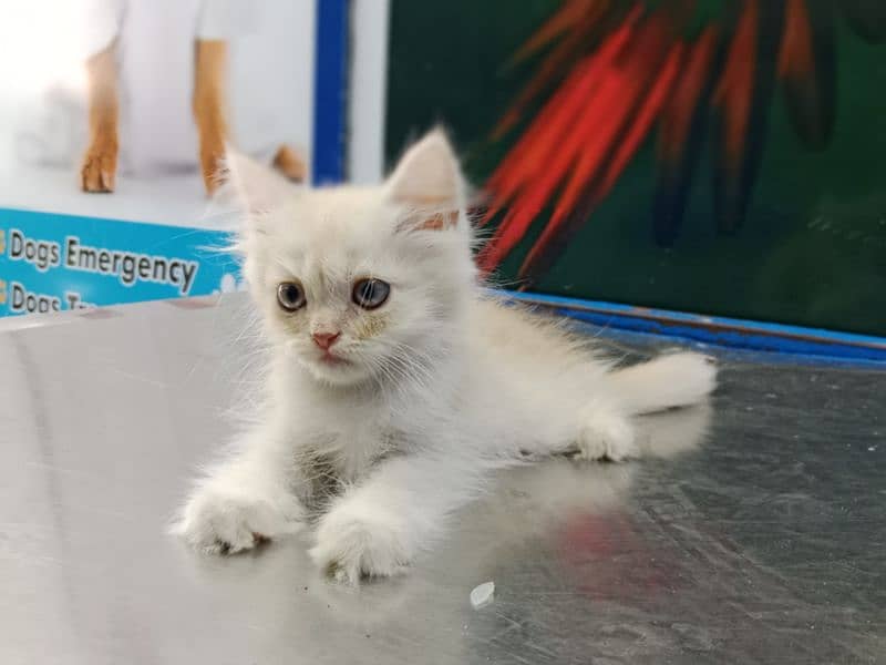 Persian Kitten Available 2