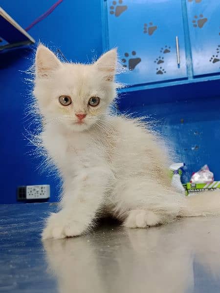 Persian Kitten Available 3