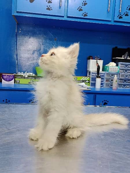 Persian Kitten Available 4