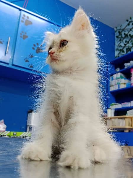 Persian Kitten Available 6