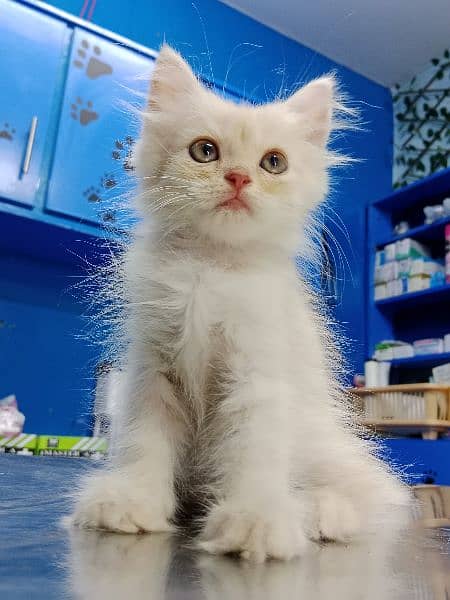 Persian Kitten Available 7