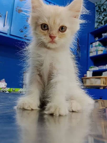 Persian Kitten Available 8