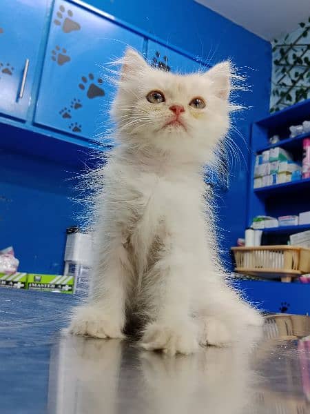 Persian Kitten Available 9