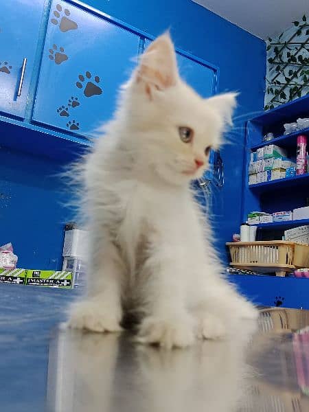 Persian Kitten Available 10