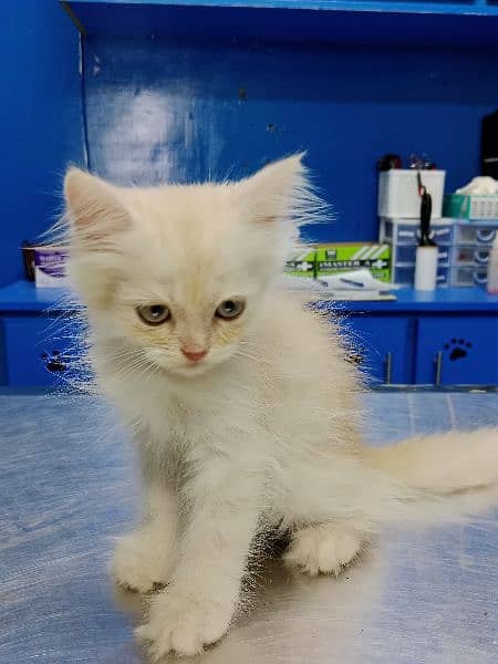 Persian Kitten Available 11