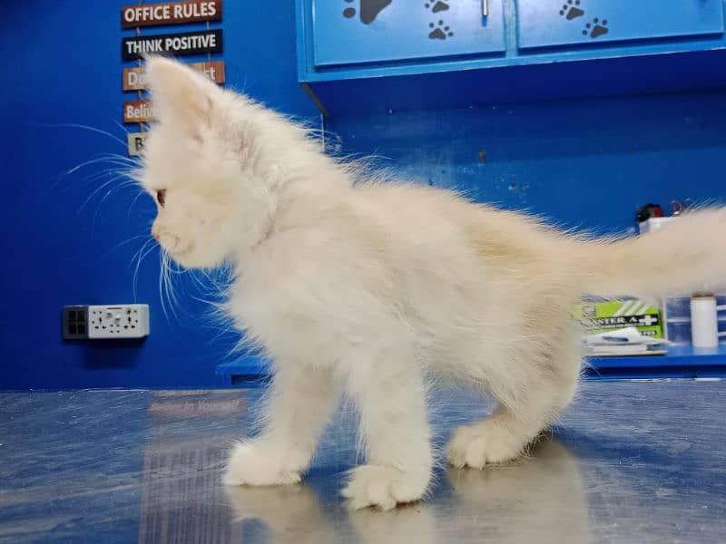 Persian Kitten Available 12