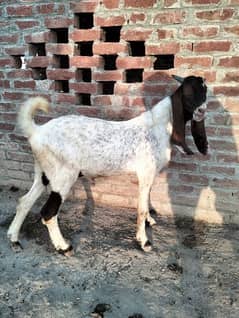 bakra baredar