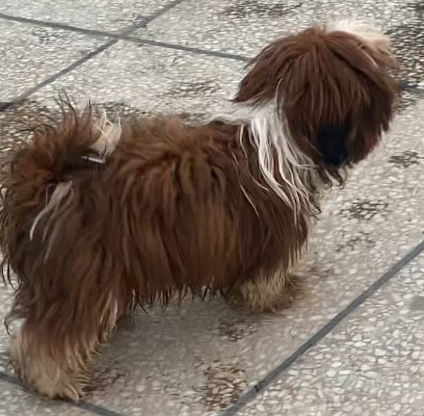 shihtzu male pup 4 months 3