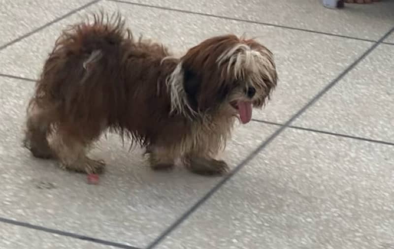 shihtzu male pup 4 months 4