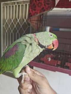 kashmiri parrot for sale 0