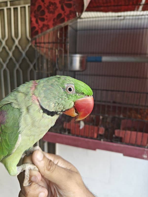 kashmiri parrot for sale 1