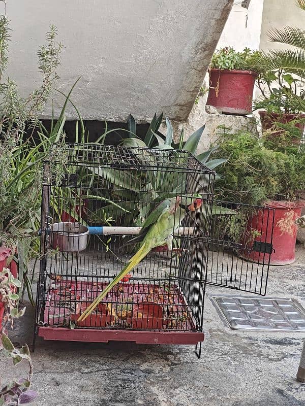 kashmiri parrot for sale 2