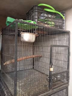 Parrot flying cage