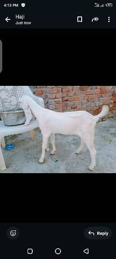 for sale 4mnth ki h . 03164350590