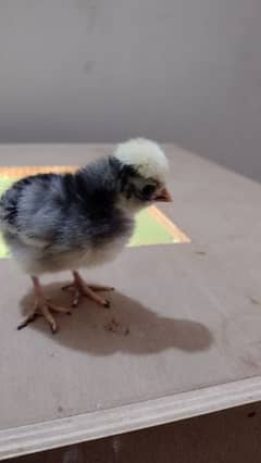 White Crested Black Polish chicks