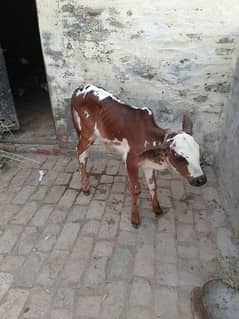 need for cow urgent