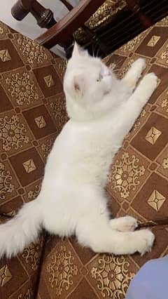 triple coat white cats male