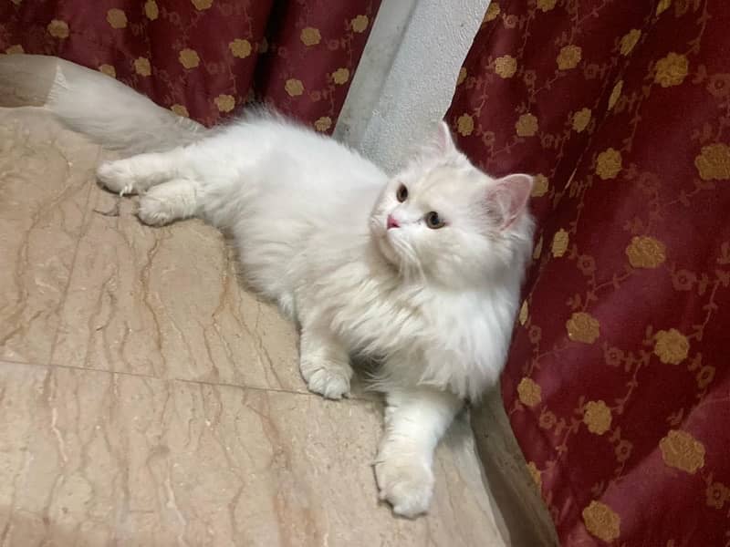 triple coat white cats male 1